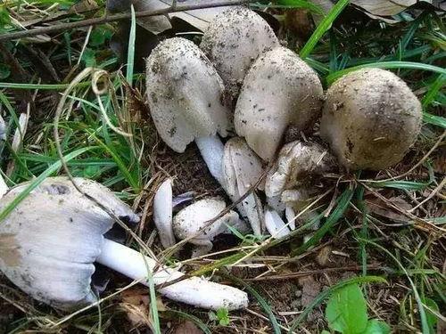 吃瓜爆料黑料蘑菇视频,蘑菇视频背后的黑料风云